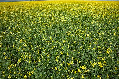 N64《班卓熊大冒险》1月加入NS网络服务追加包