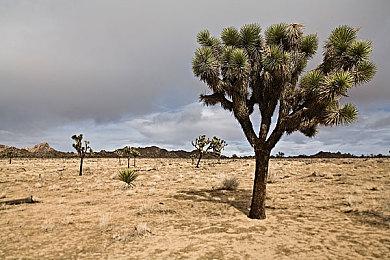 《诅咒西部》正式登陆Steam 合作生存恐怖射击