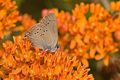 《死亡岛2》第二个付费DLC现已上线 Epic国区50元