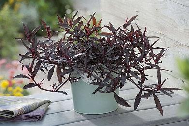 3DM速报：索尼遭PS5第三方侧板商疯狂嘲讽 XGP用户增长低于预期