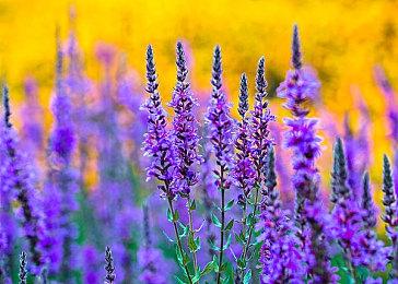 E3：《极限竞速：地平线5》天气系统细节解释